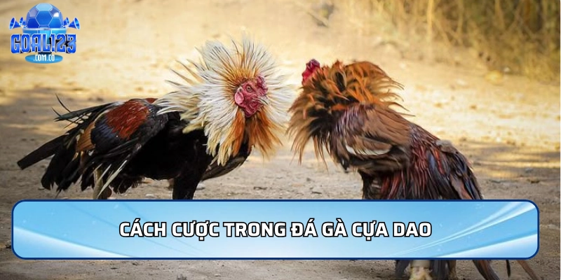 Cách cược trong đá gà cựa dao