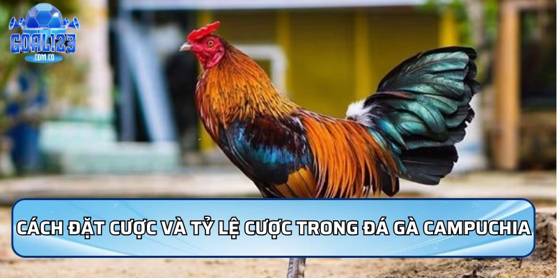 Cách đặt cược và tỷ lệ cược trong đá gà Campuchia