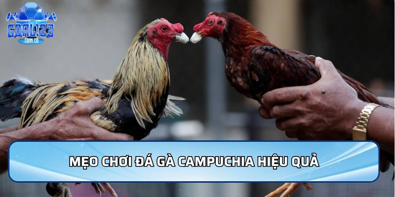 Mẹo chơi đá gà Campuchia hiệu quả trong mọi tình huống