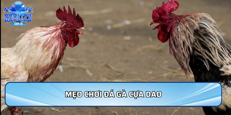 Mẹo chơi đá gà cựa dao