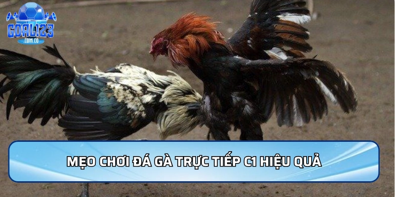 Mẹo chơi đá gà trực tiếp C1 hiệu quả