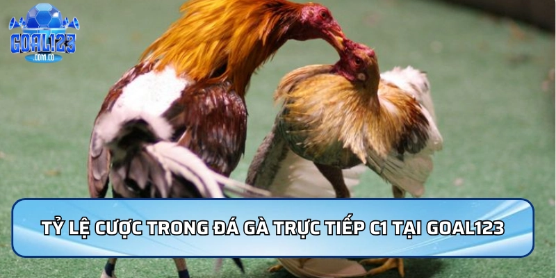 Tỷ lệ cược trong đá gà trực tiếp C1 tại nhà cái Goal123